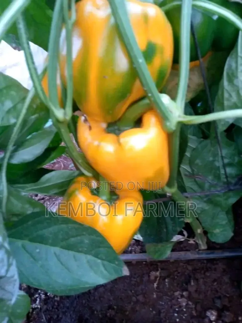 Capsicums Both Green and Colored