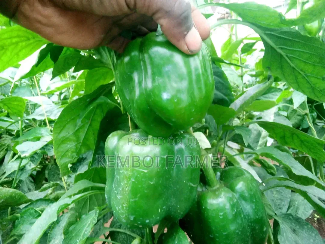 Capsicums Both Green and Colored