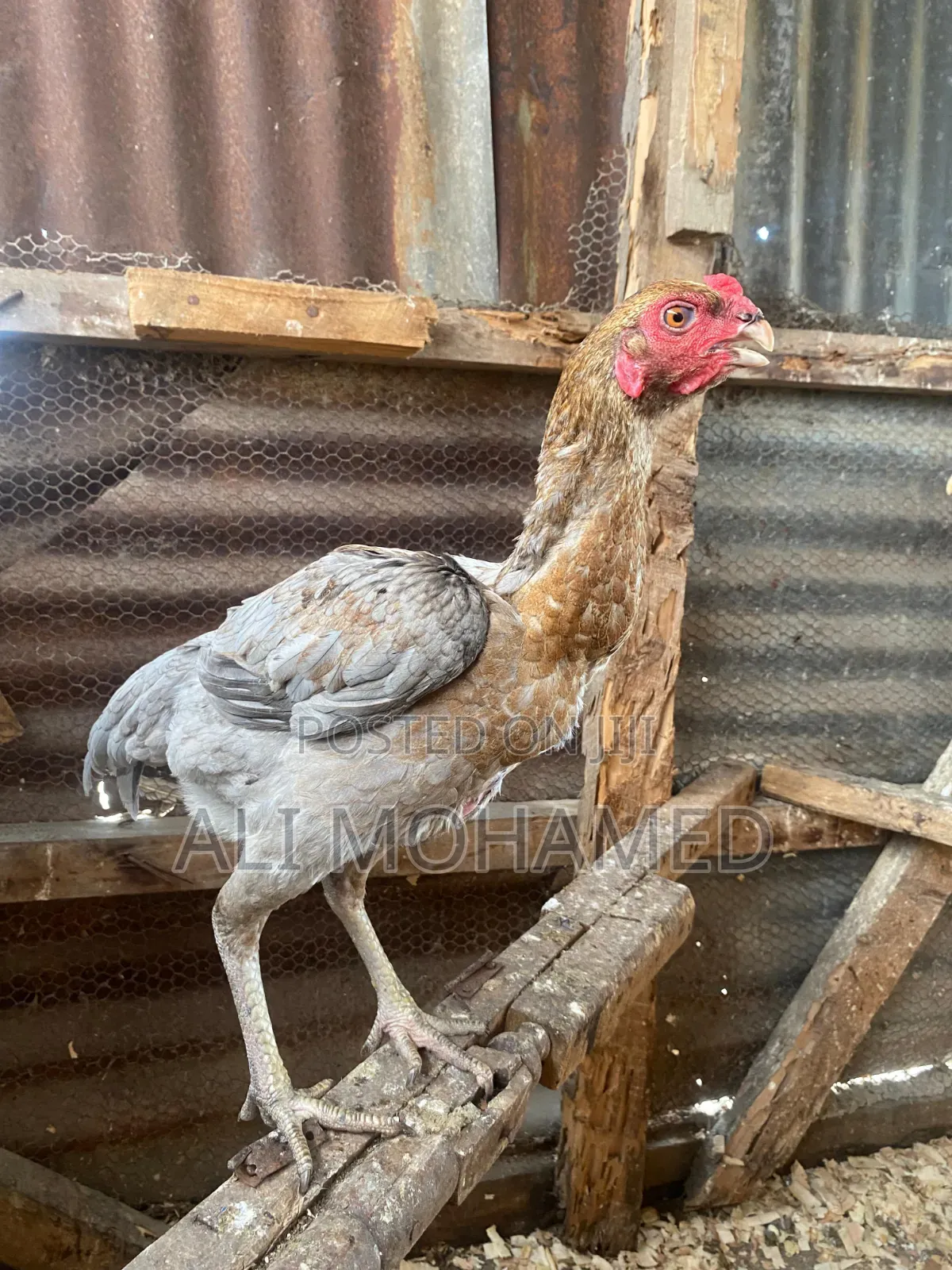 Female Aseel Kuchi