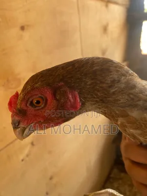 Female Aseel Kuchi