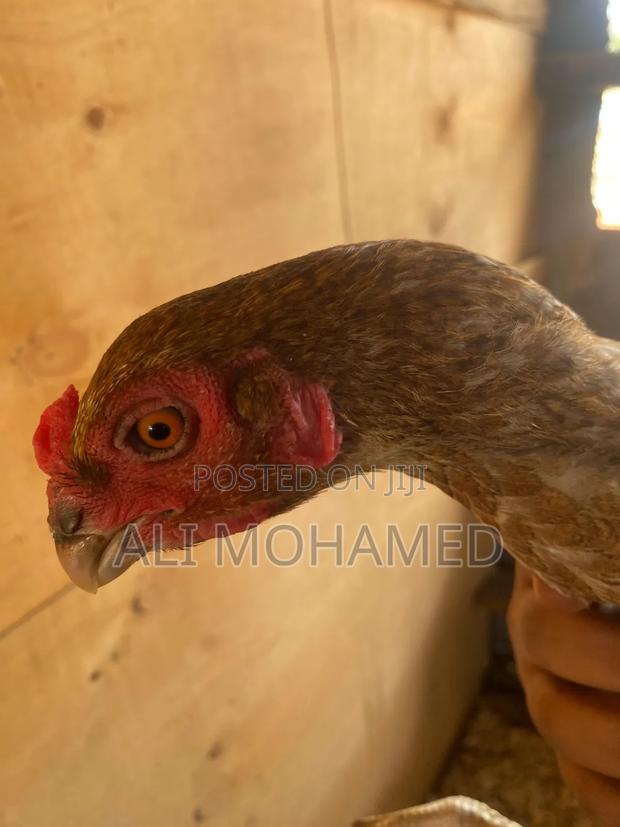 Female Aseel Kuchi - thumbnail 2