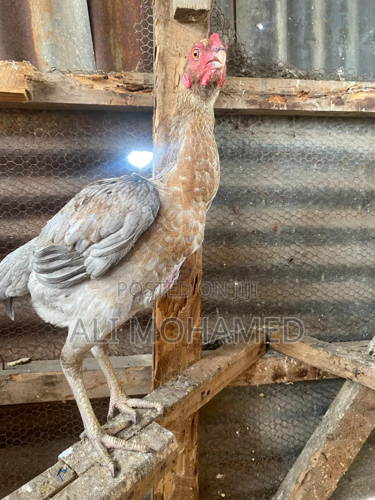 Female Aseel Kuchi