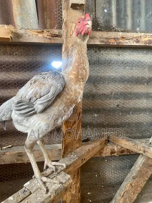Female Aseel Kuchi