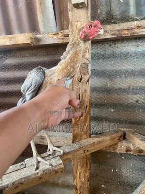 Female Aseel Kuchi
