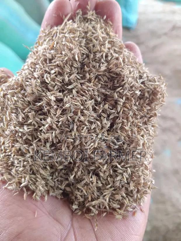 Bomarhodes Seeds