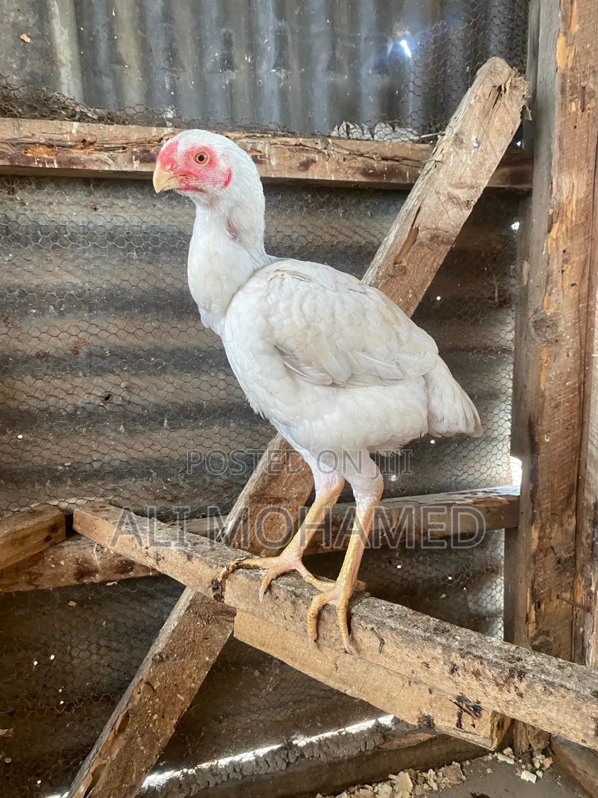 Female Aseel Kuchi