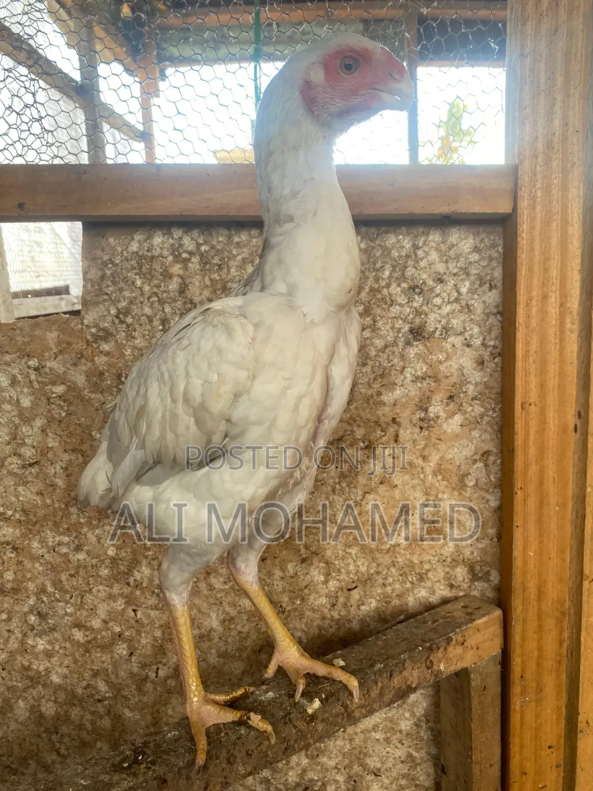 Female Aseel Kuchi