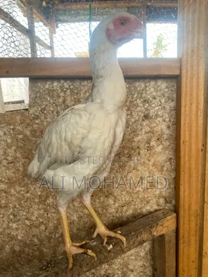 Female Aseel Kuchi