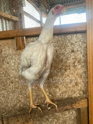Female Aseel Kuchi