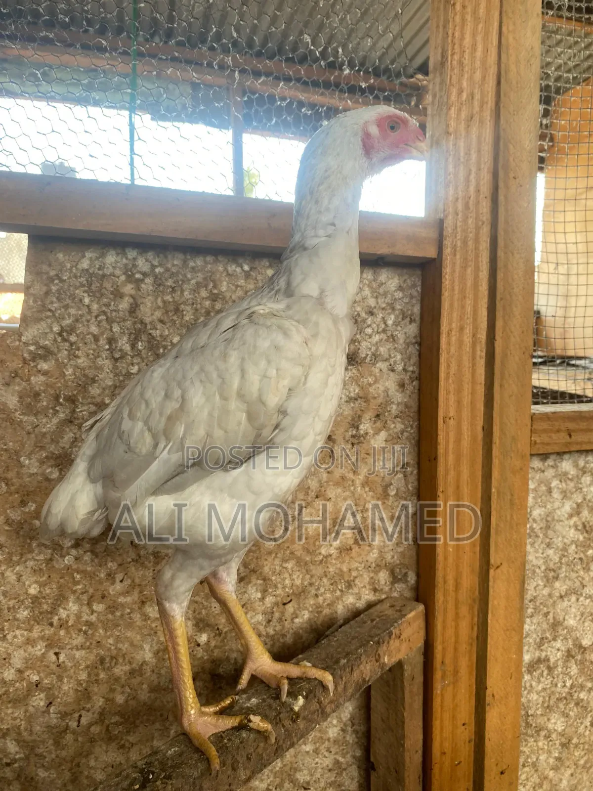 Female Aseel Kuchi