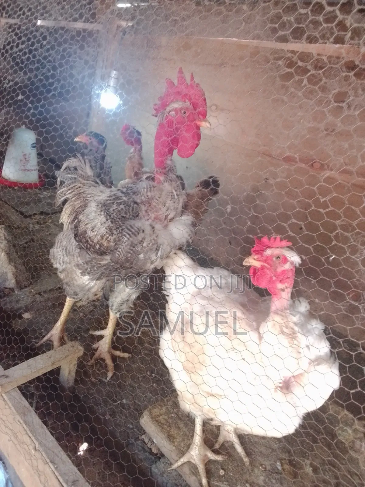 Dairy Goats Kienyeji Poultry for Sale
