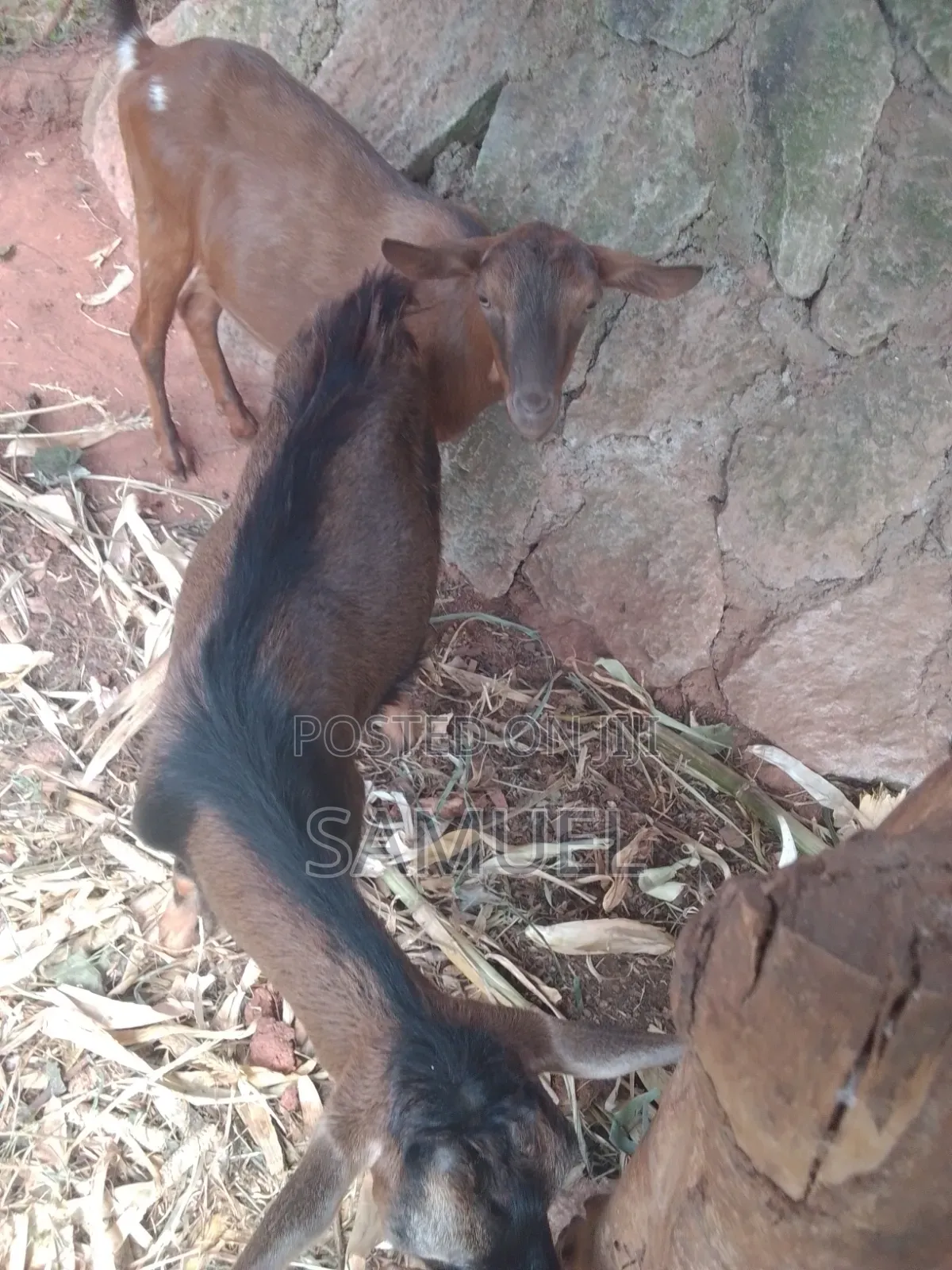 Dairy Goats Kienyeji Poultry for Sale