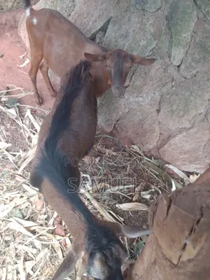 Dairy Goats Kienyeji Poultry for Sale