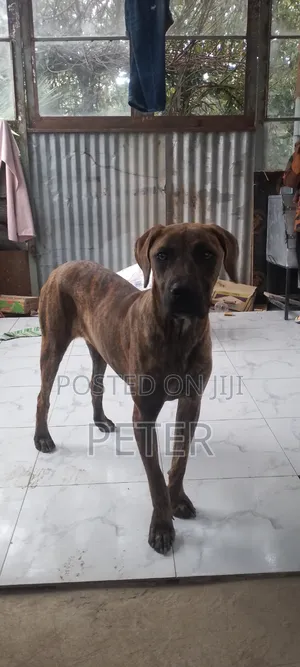 6-12 months Female Purebred Boerboel