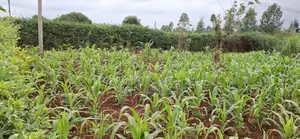 120ftx100ft Land, Along Karura Munyaka-Ndumaini Road
