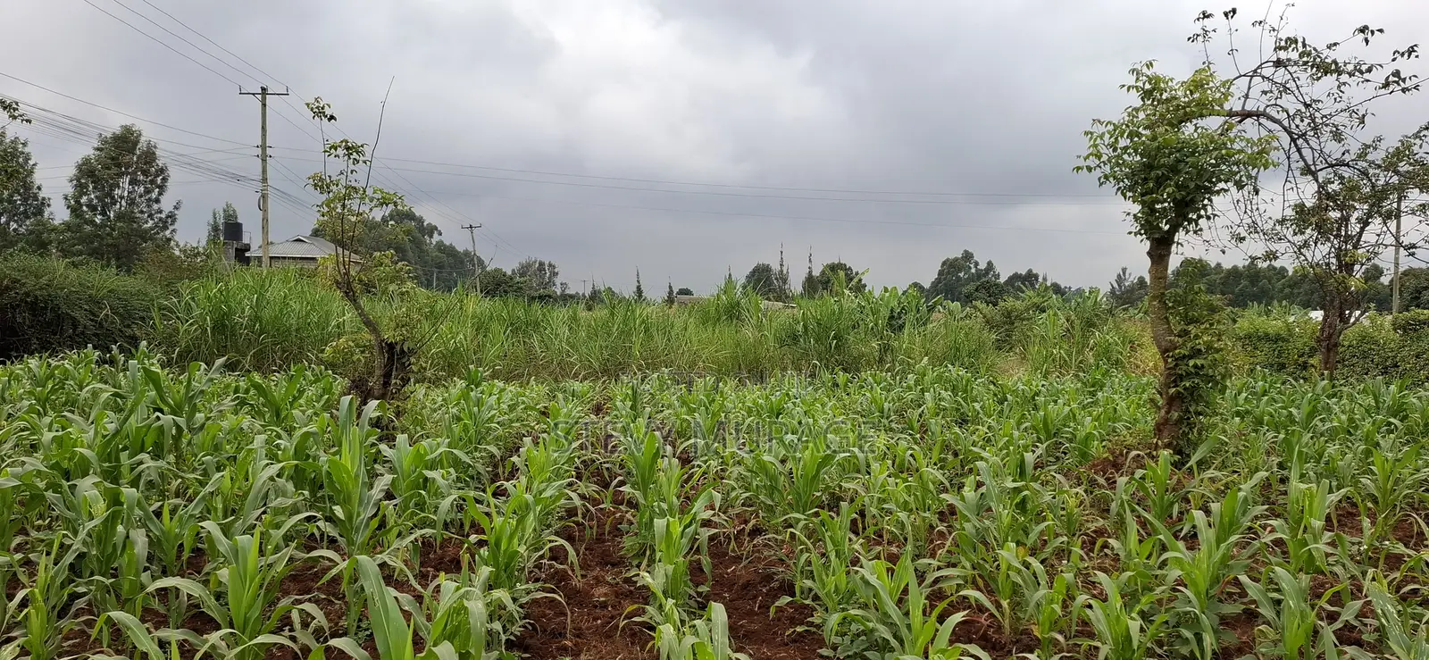 120ftx100ft Land, Along Karura Munyaka-Ndumaini Road