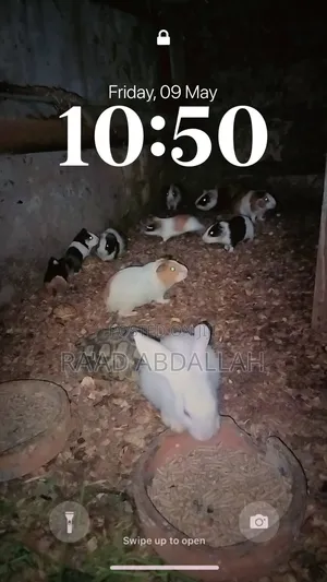 Guinea Pigs