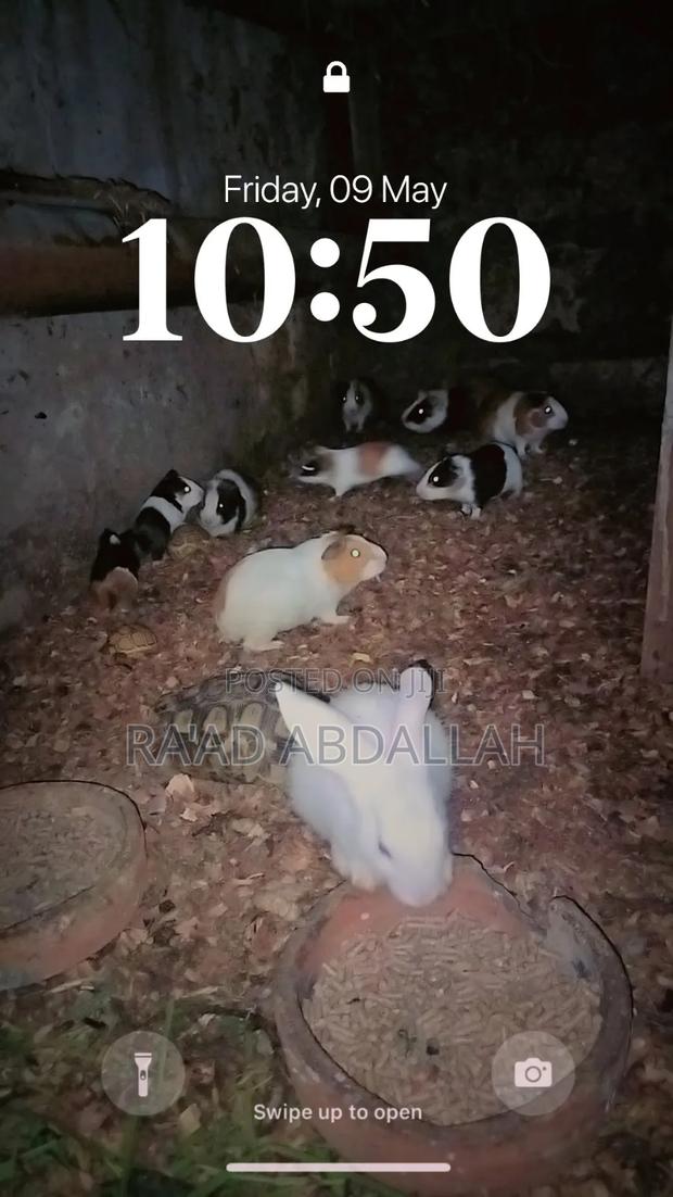Guinea Pigs