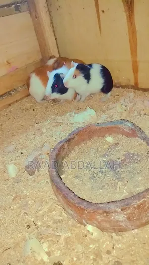 Guinea Pigs