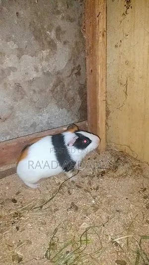 Guinea Pigs