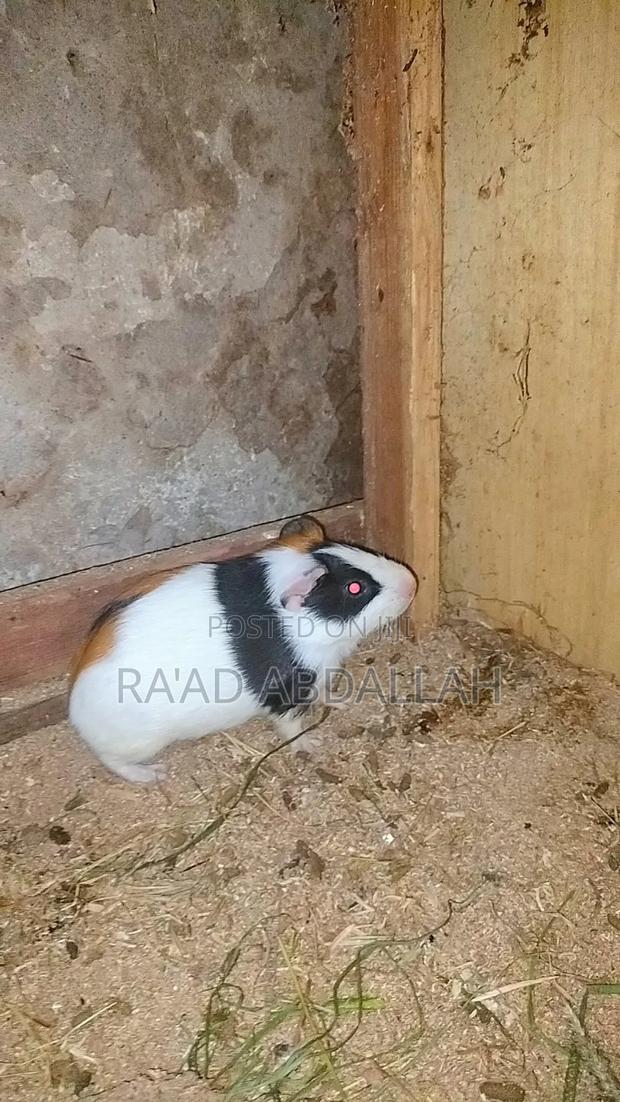 Guinea Pigs - thumbnail 3