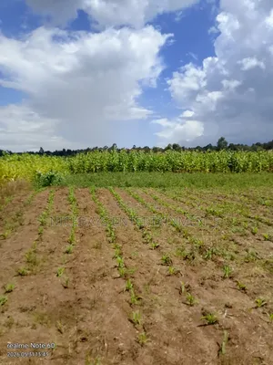 Six Acres for Sale in Nyandarua Ndaragwa1.1m Per Acre Good for Farming