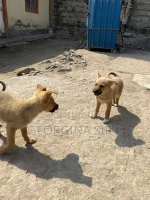 1-3 months Female Mixed Breed German Shepherd