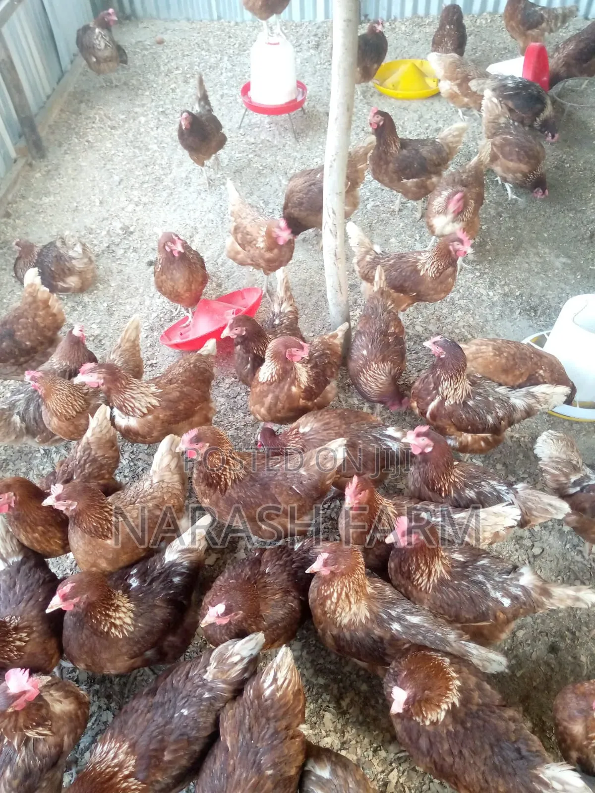 Ex Layers on Sale in Tezo-Kilifi County