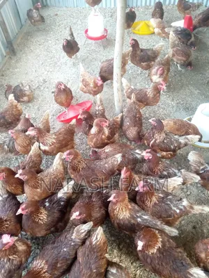 Ex Layers on Sale in Tezo-Kilifi County