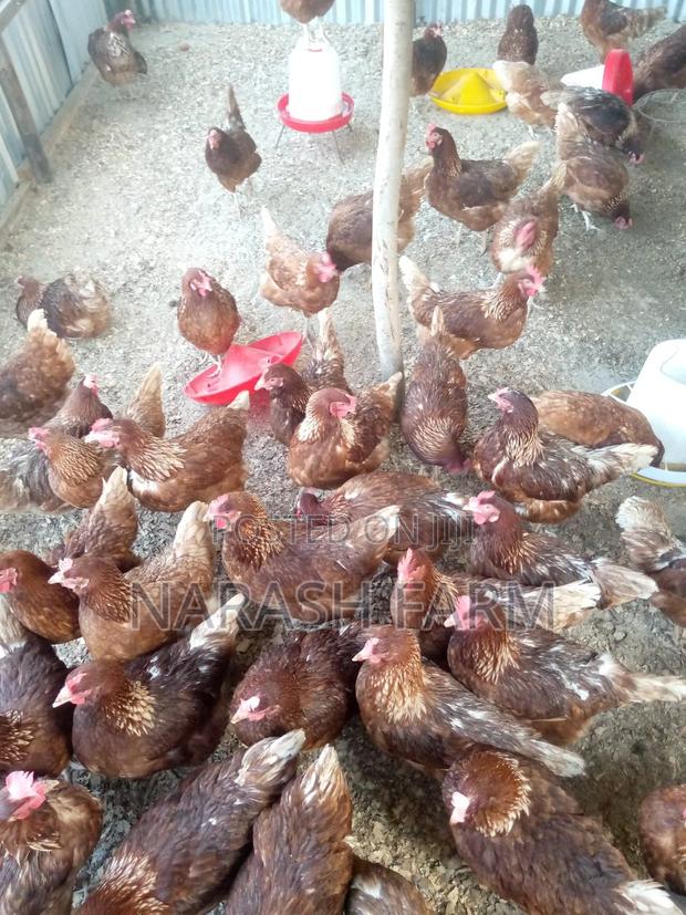 Ex Layers on Sale in Tezo-Kilifi County