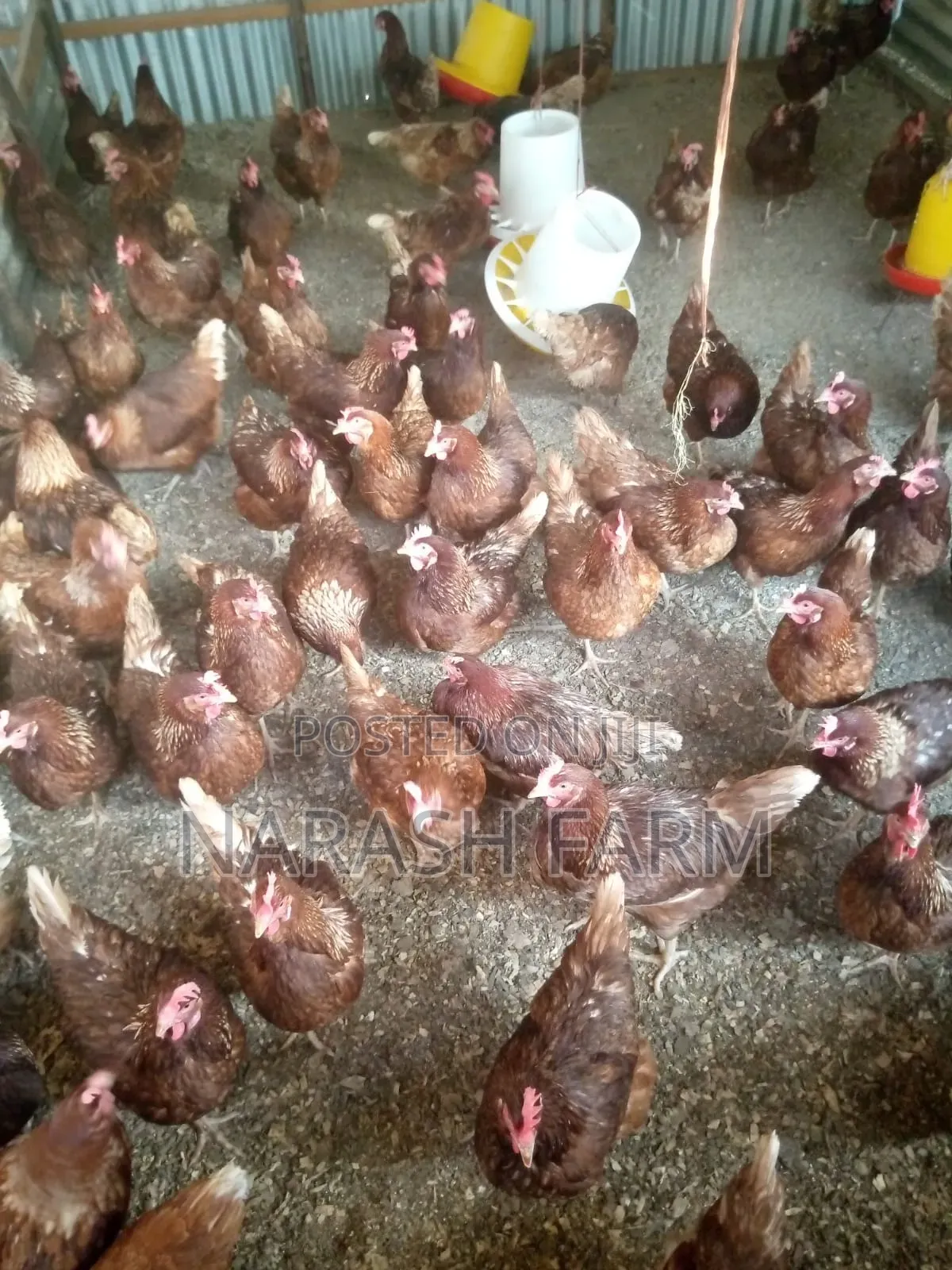 Ex Layers on Sale in Tezo-Kilifi County