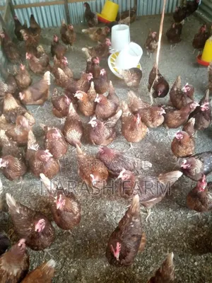 Ex Layers on Sale in Tezo-Kilifi County