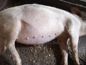 Am Selling Pregnant Pig 11⁄2 Month