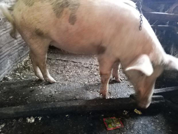 Am Selling Pregnant Pig 11⁄2 Month - thumbnail 3