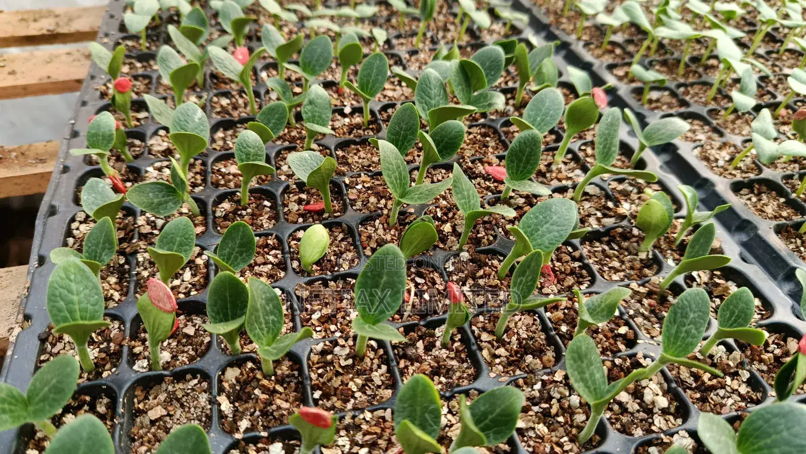 Netia Grow