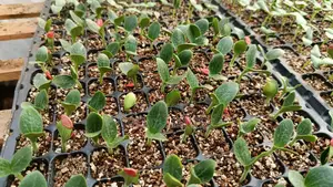 Netia Grow