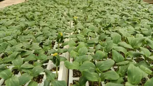 Netia Grow