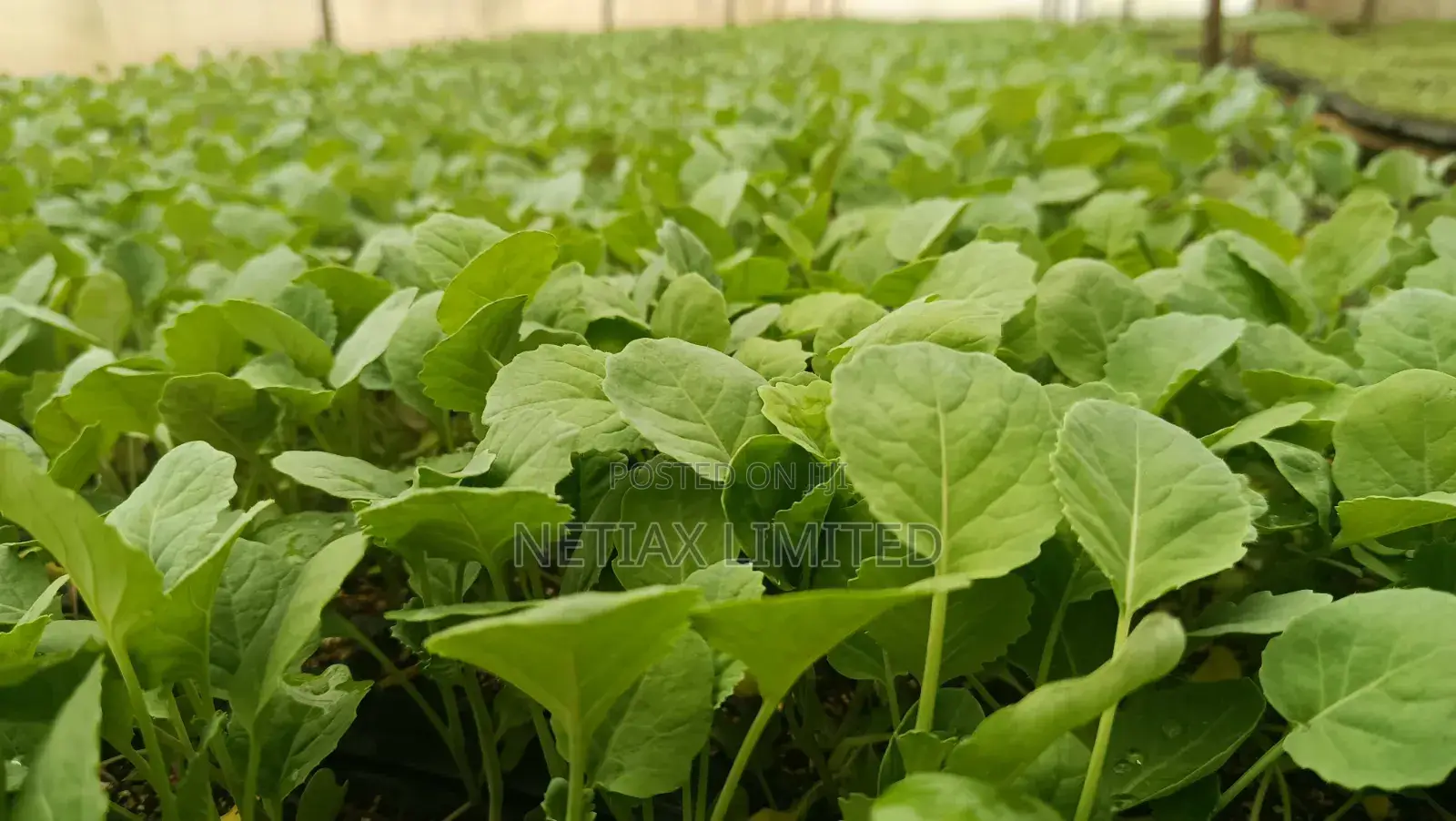 Netia Grow