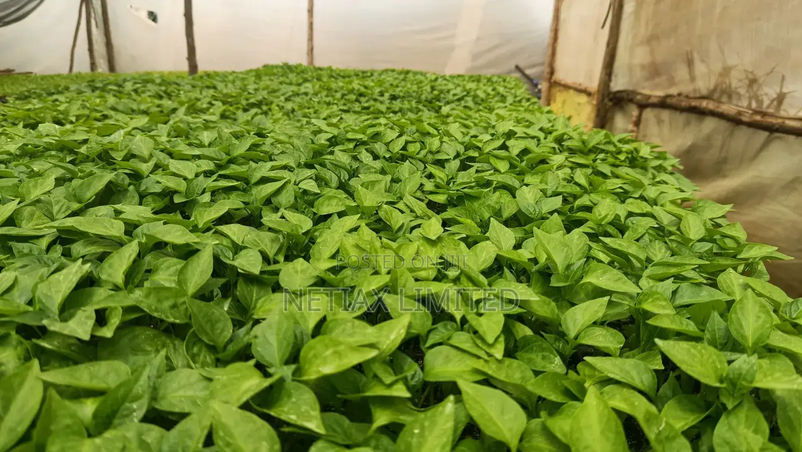 Netia Grow