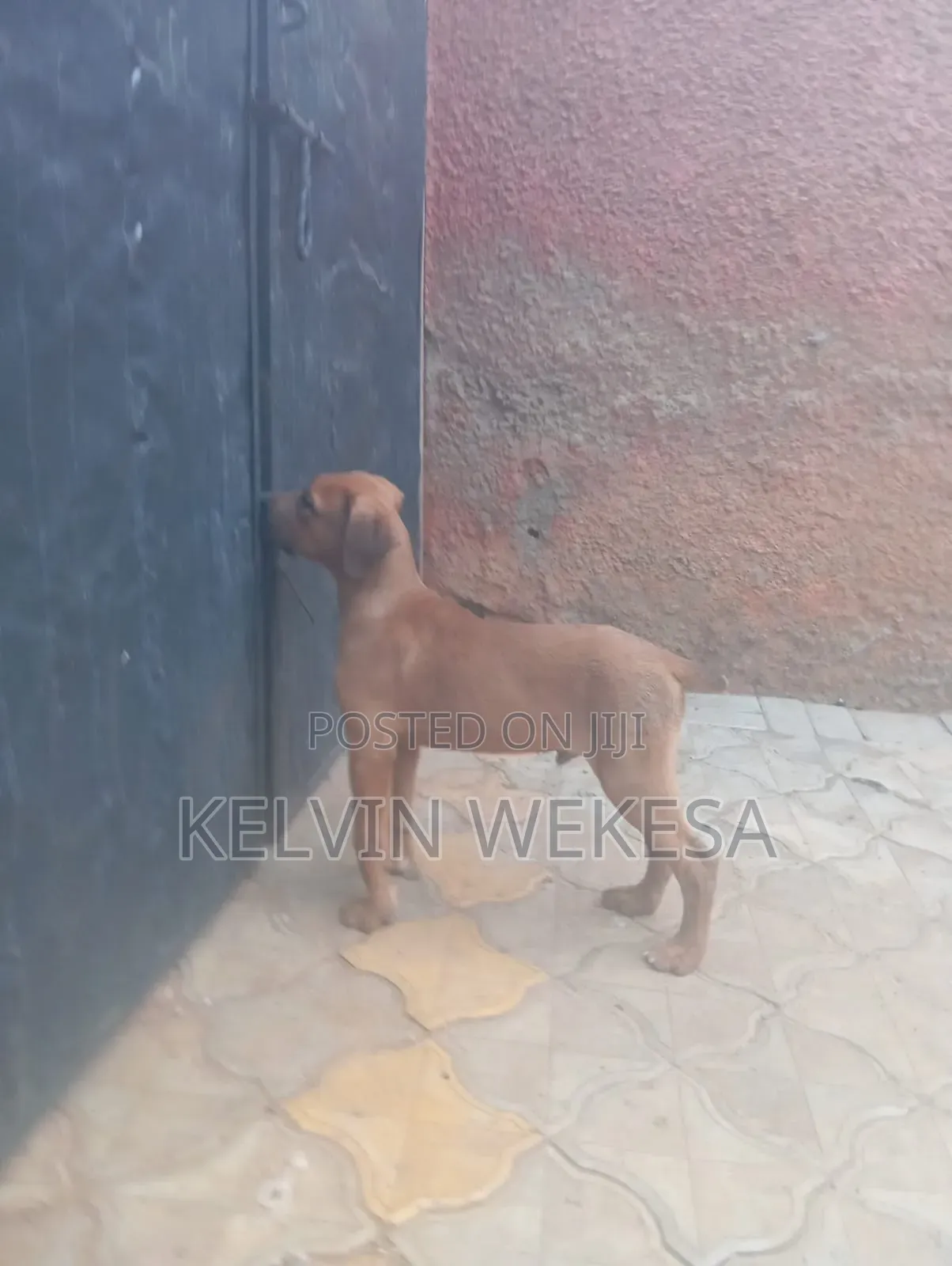 1-3 months Male Purebred Boerboel