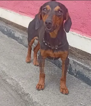 6-12 months Male Purebred Dachshund