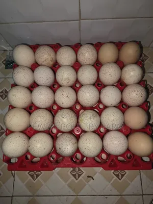 Fertilized Turkey Eggs