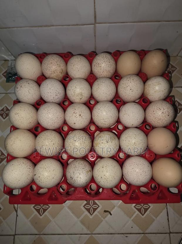 Fertilized Turkey Eggs
