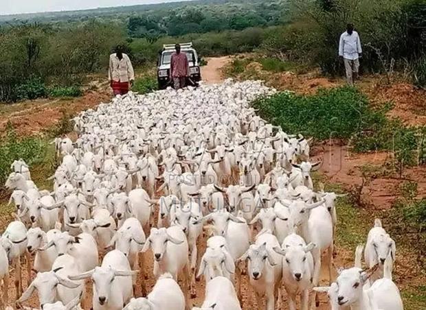 Galla Goats