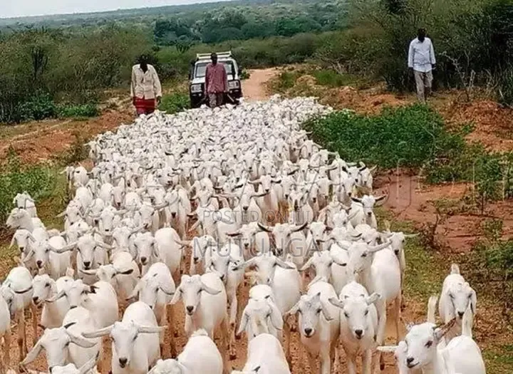 Galla Goats