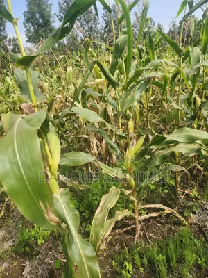 Maize for Silage