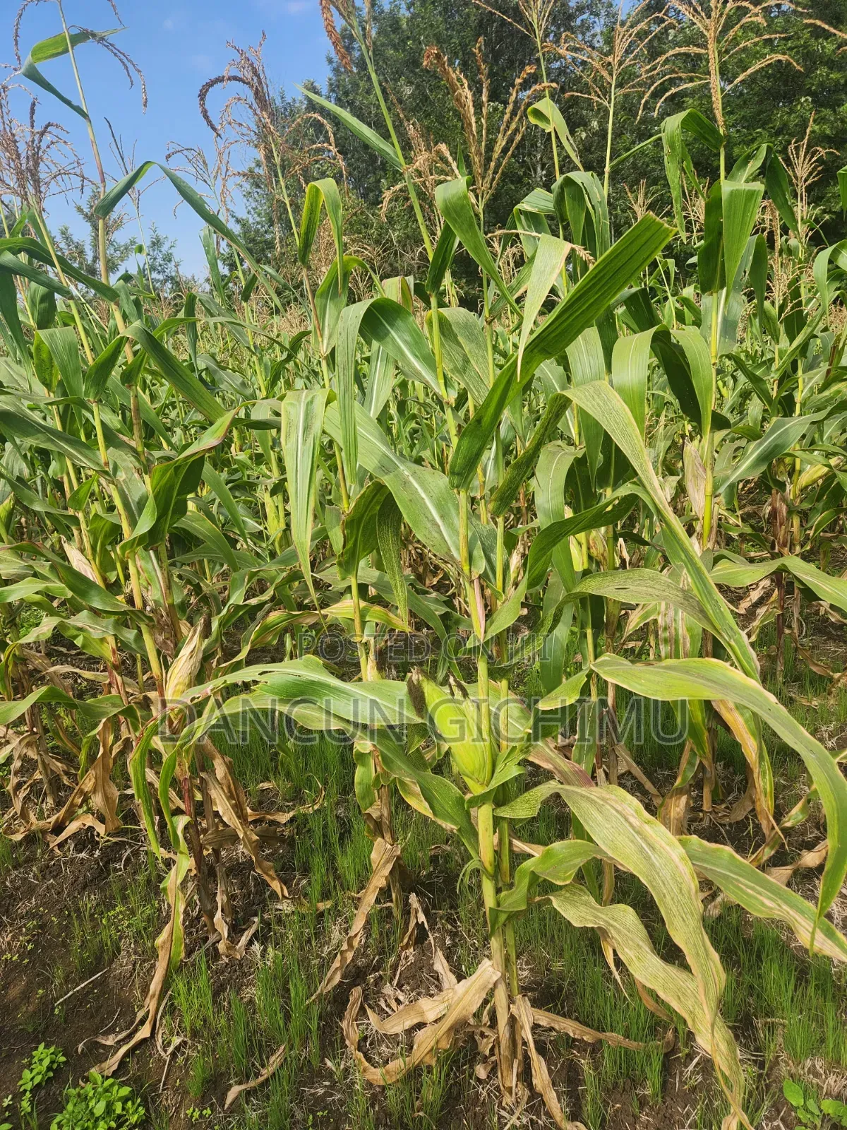 Maize for Silage