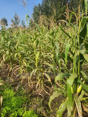 Maize for Silage