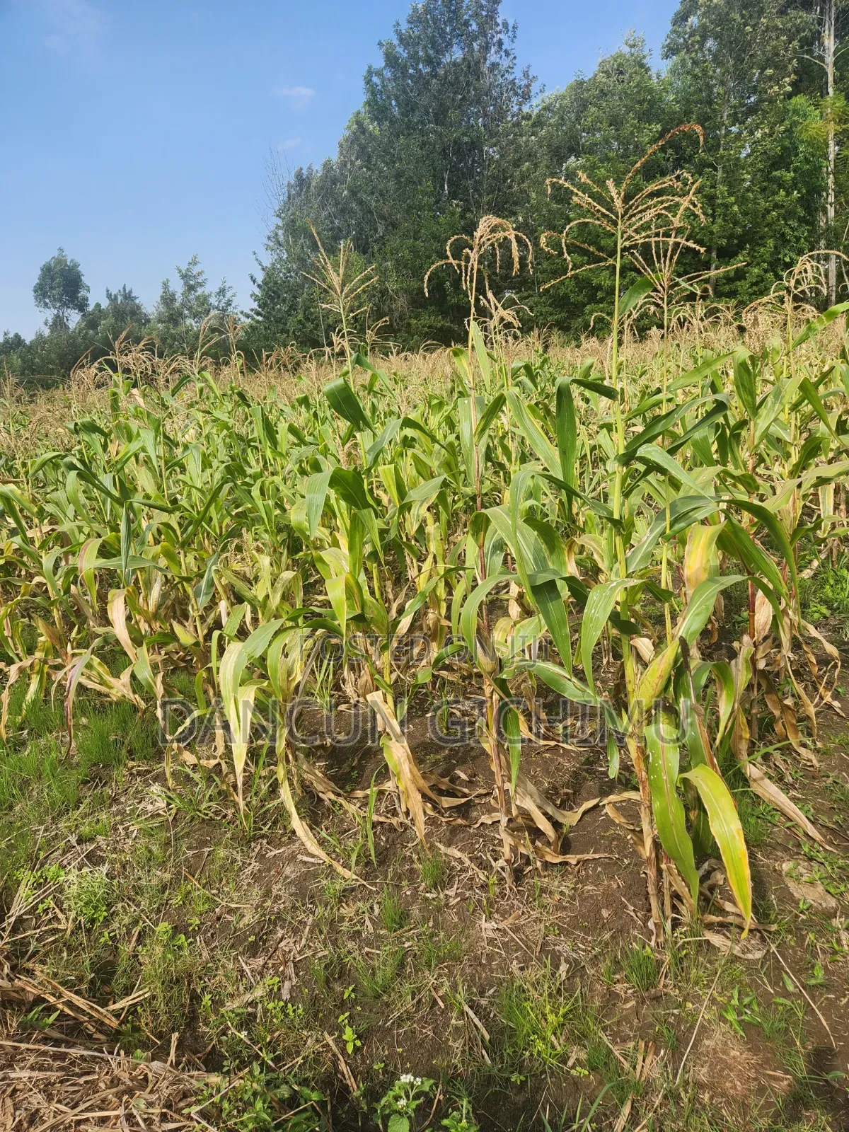 Maize for Silage