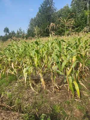 Maize for Silage
